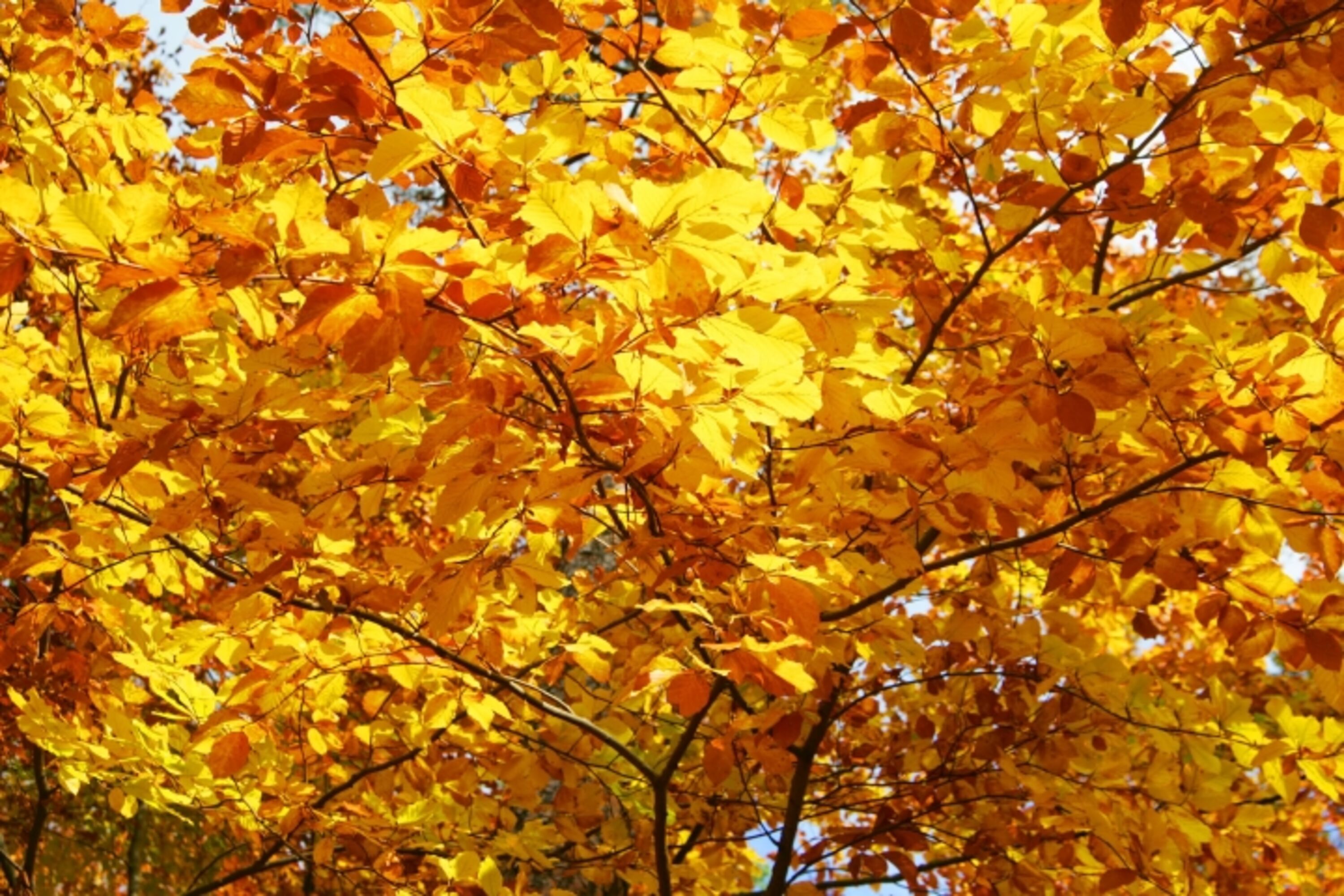 Herbstlaub