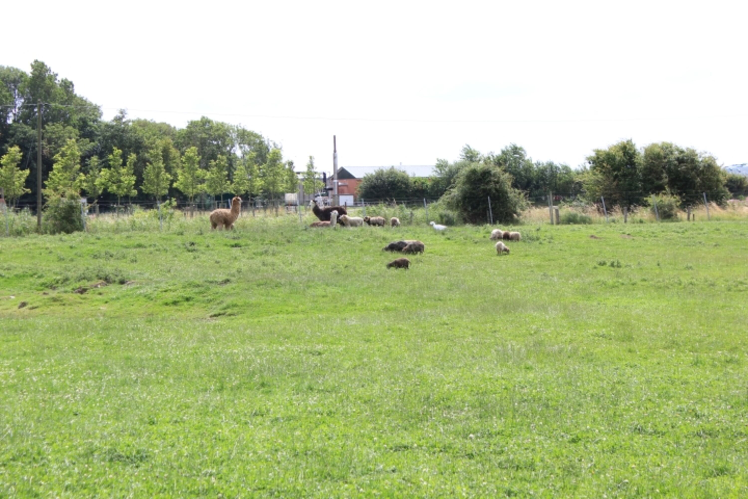 Blick ins Grüne