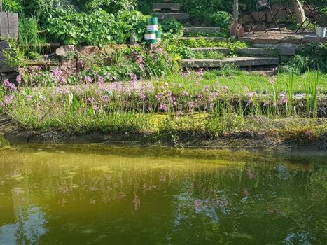 Kleiner Schwimmteich im Garten
