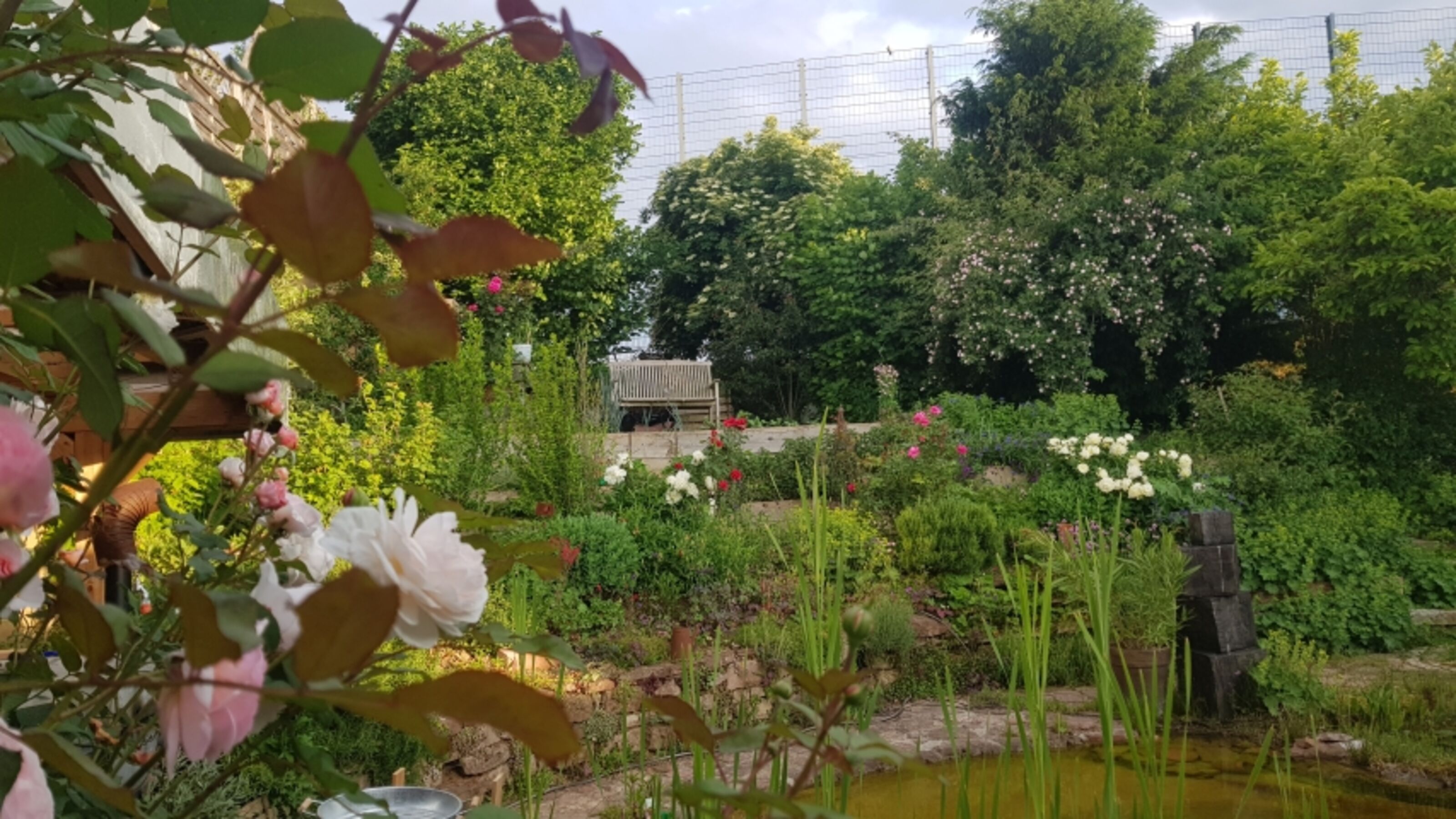 Garten im Sommer