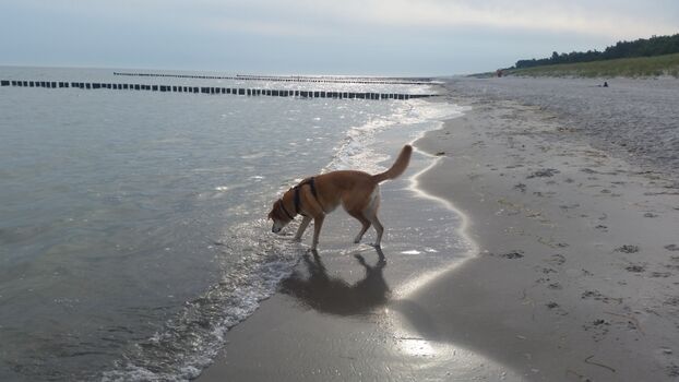 Hundestrand