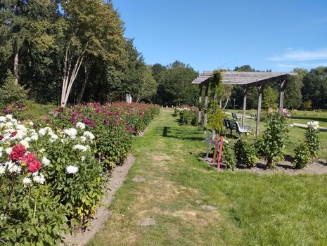Dahlienpark in Bad Sülze