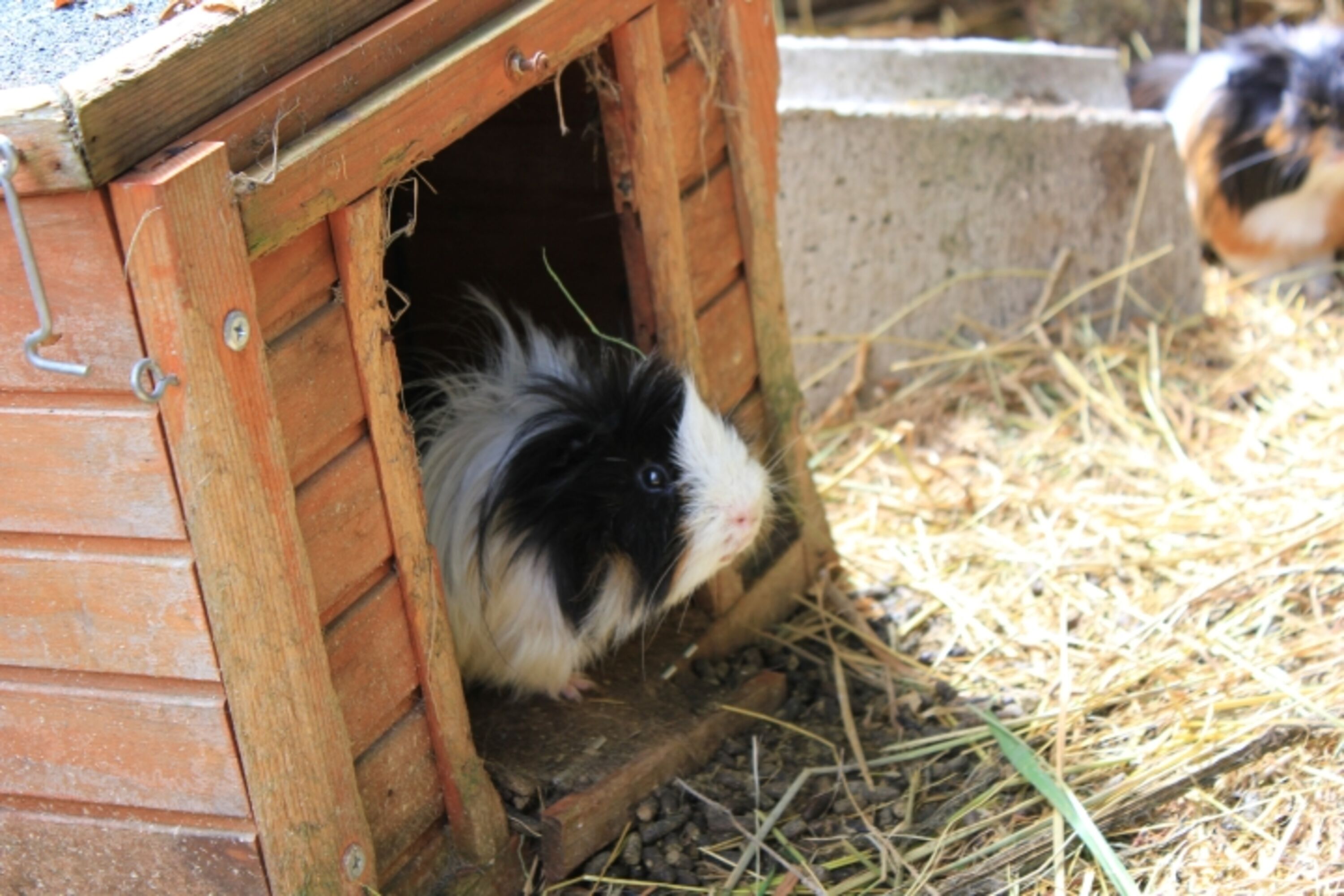 Meerschweinchen