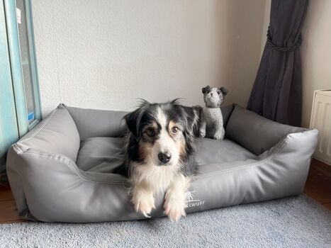 Hundebett im Wohnzimmer "Schafhus"