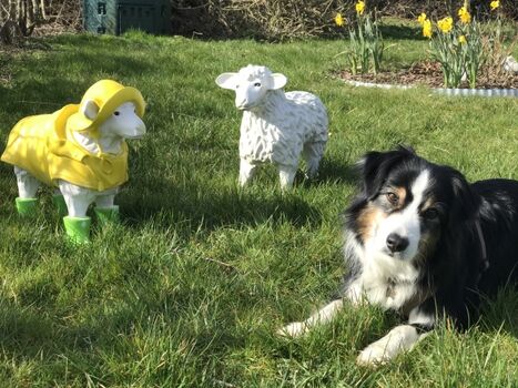 Hunde müssen Schafe hüten!