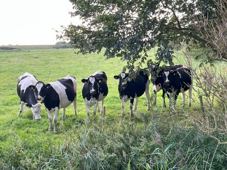 Die Kühe schauen neugierig rüber!