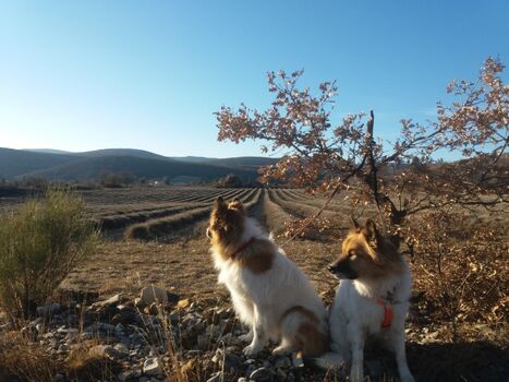 Herbstspaziergang vom Haus aus