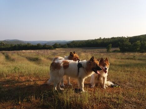 Abendspaziergang mit Gustav, Emil und Freddy nahe Lardiers