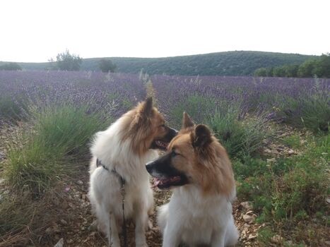 unsere Elos Gustav und Emil