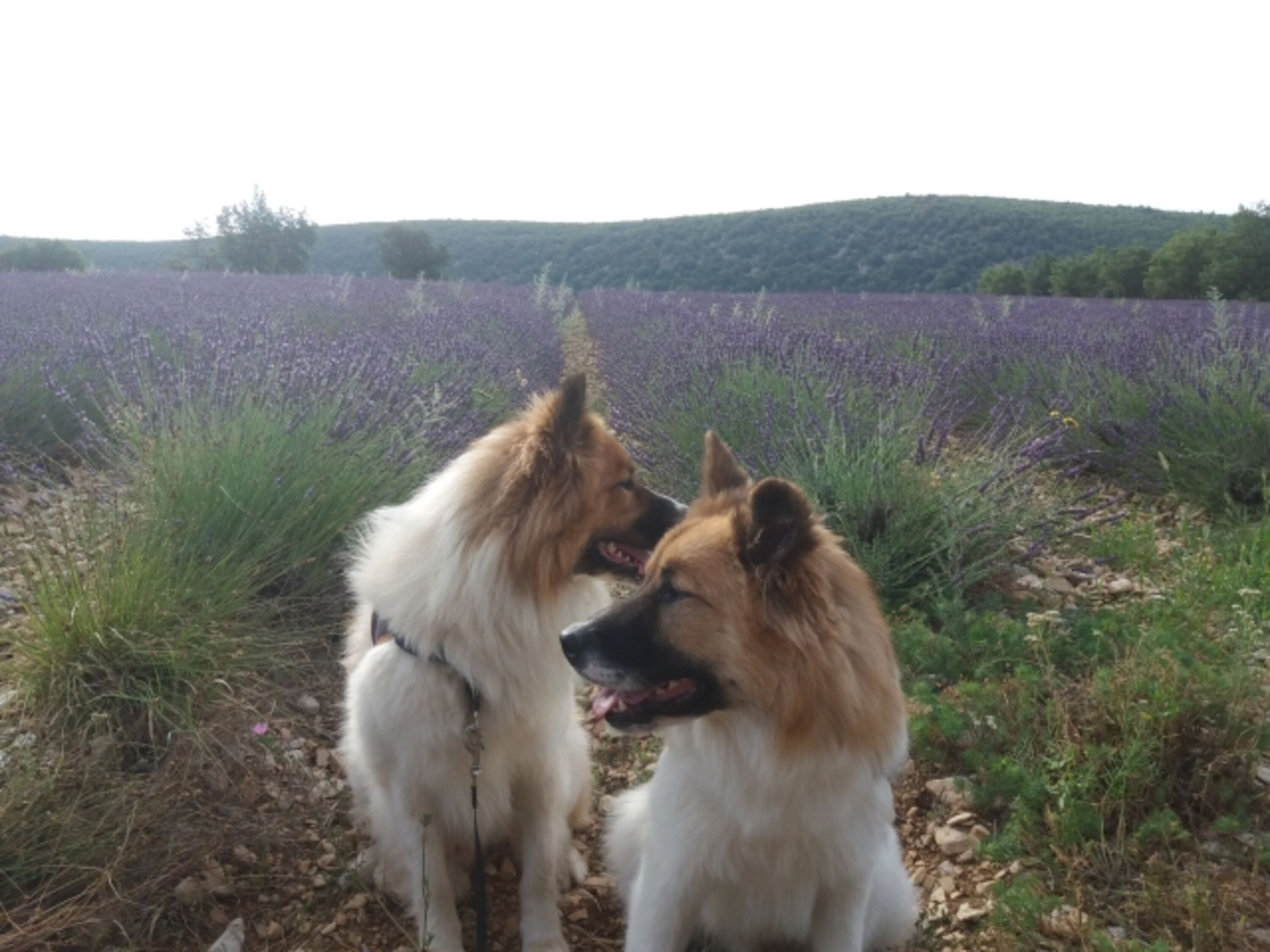 unsere Elos Gustav und Emil