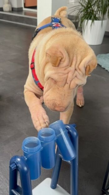 Spielmöglichkeiten für die Hunde