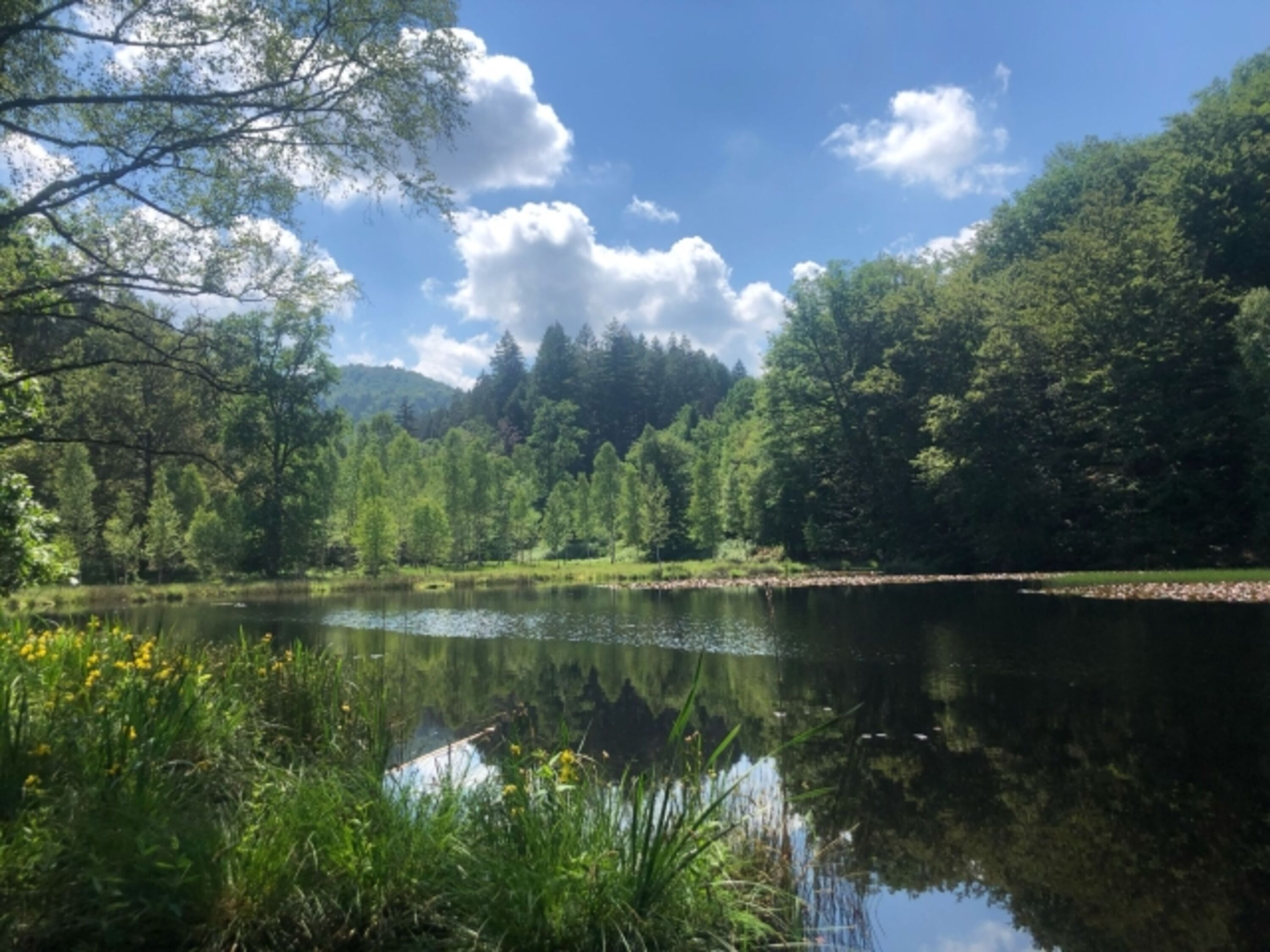 Seerosenweiher Moosbachthal