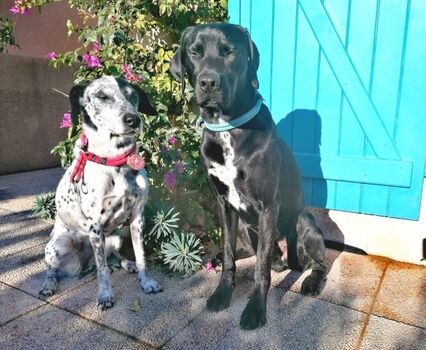 Hunde sind sehr willkommen:-)