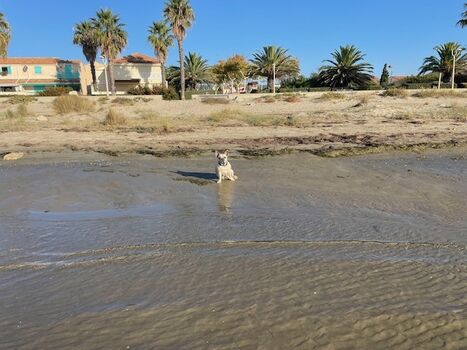 Am Strand an der Promenade - Hundestrand