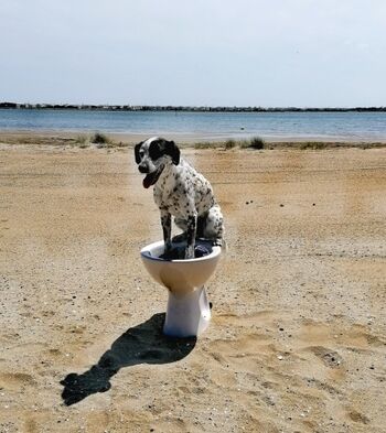 Hundetoilette am Hundestrand:-)