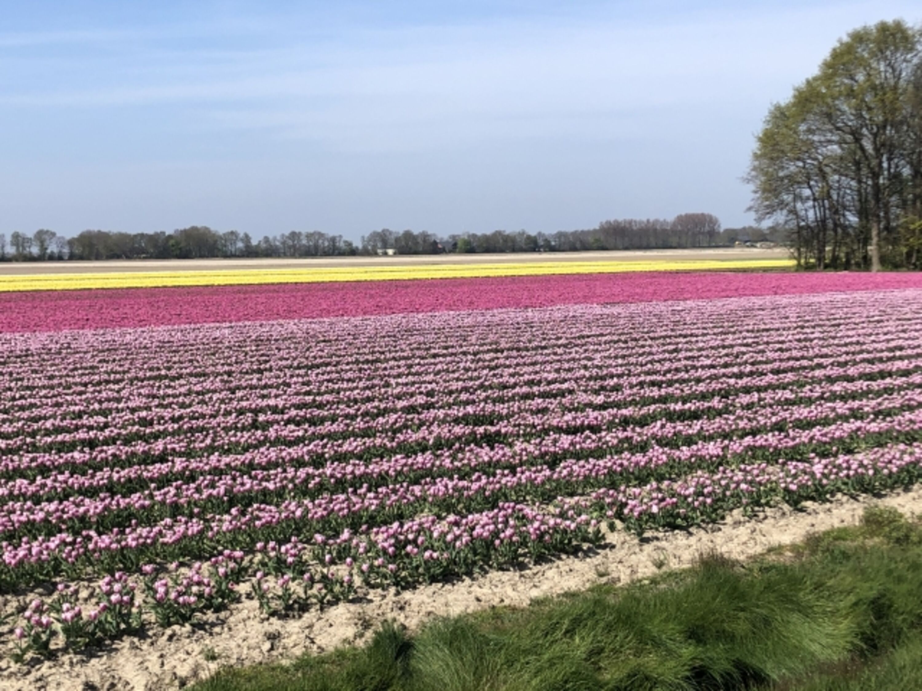 Tulpen in Mai
