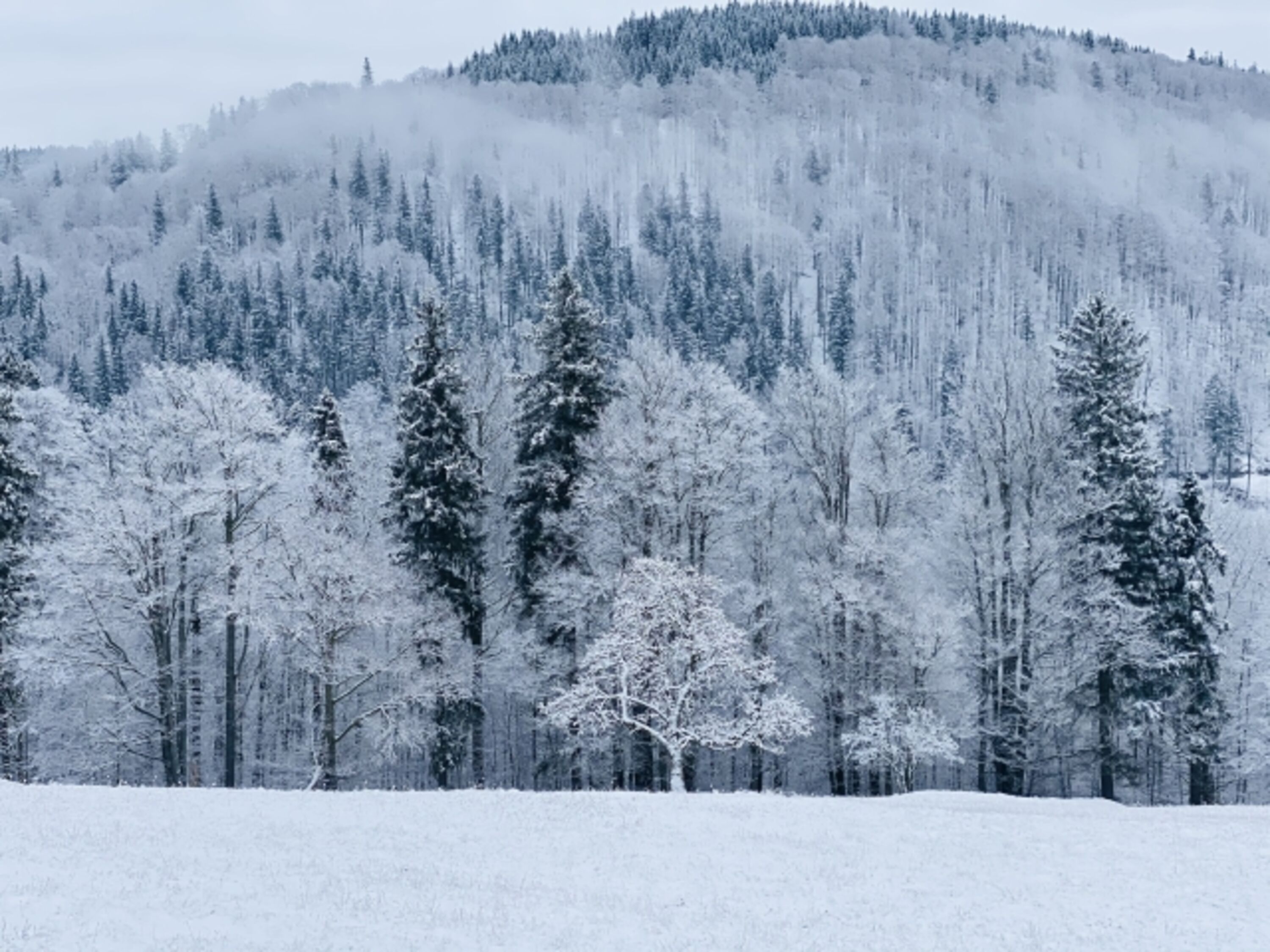 Winter in Gehlberg