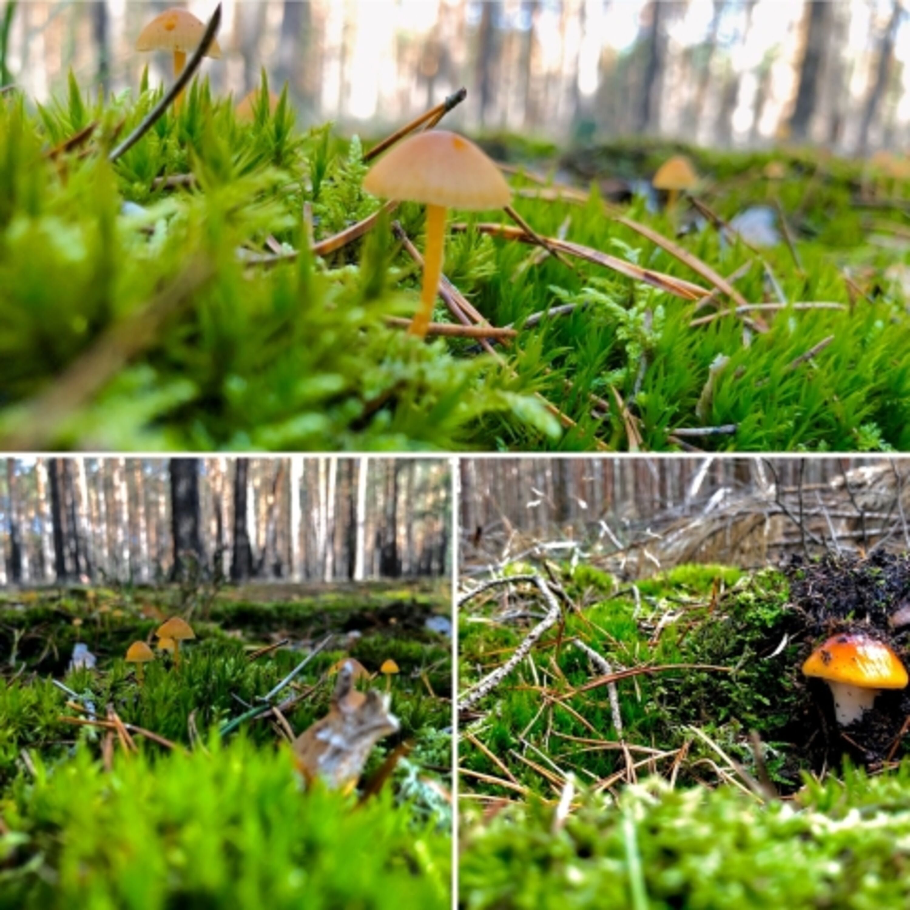 Natur pur