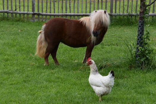 Unser Minishetty Funny