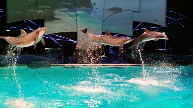 Delfin-Show im nahegelegenen Harderwijk. Ein "Muss"!