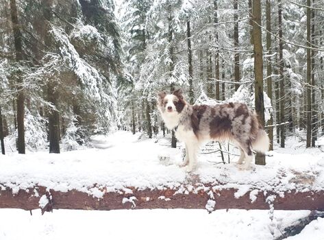 Im Winter durch den Wald 