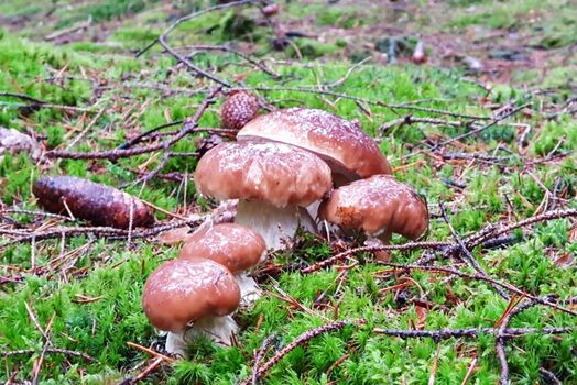 Steinpilze direkt vor der Haustür 
