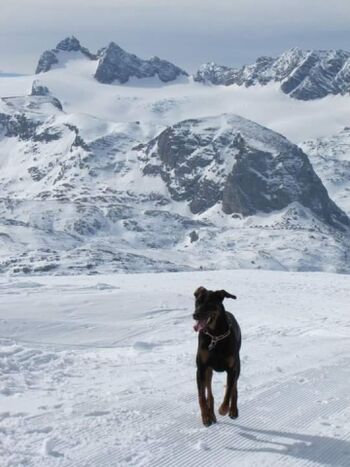 Blick vom Krippenstein auf den Dachsteingletscher