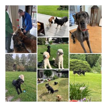 Unsere Vierbeinigen-Gäste