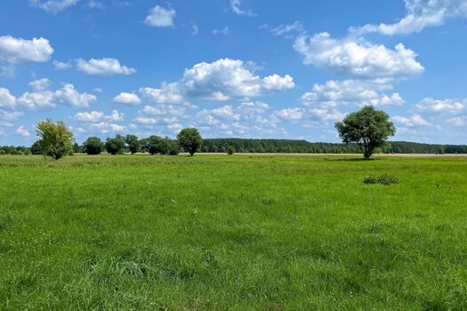Die Wiese gegenüber des Hauses
