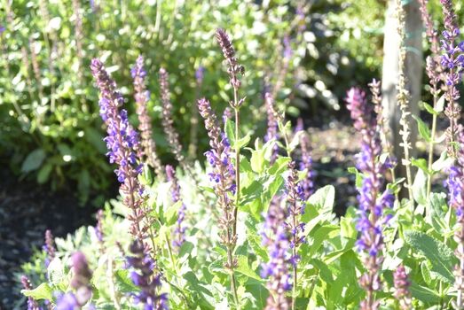 Gartenimpressionen am Meer