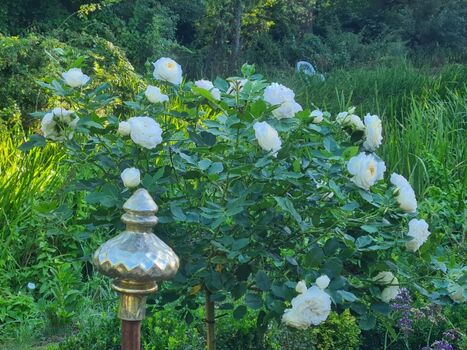 Im Bauerngarten unterwegs……