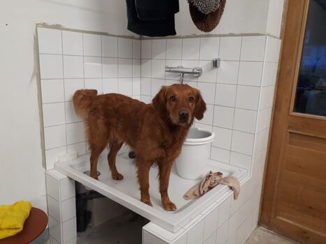 Hundedusche im Keller mit Ausgang zum Garten