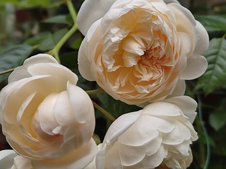 unterwegs im Bauerngarten