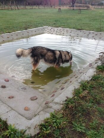 Hundepool auf der Tobewiese