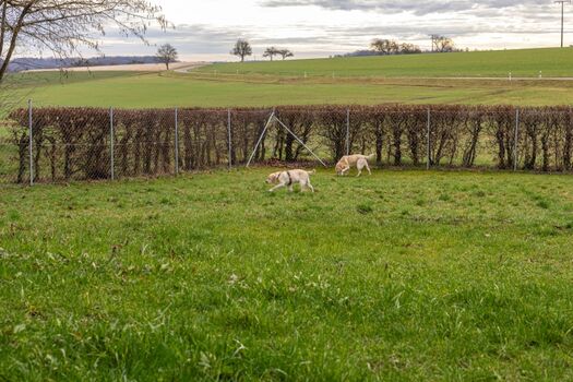 Der große Garten ist 1,5m hoch sicher umzäunt