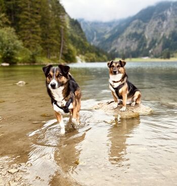 Unsere Hunde am Wasser