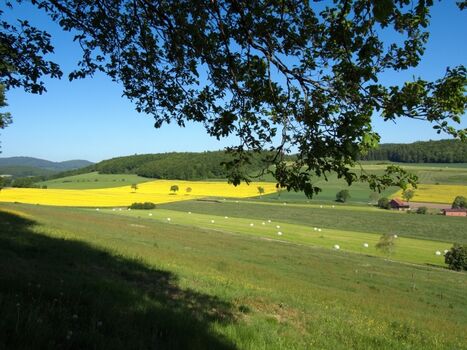 Blick vom Waldrand am Immesberge über Weiden und Rapsfeld