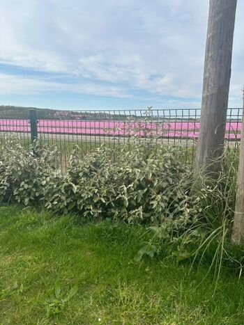 1,20m hoher Zaun zum Wasser und Tulpenfeld