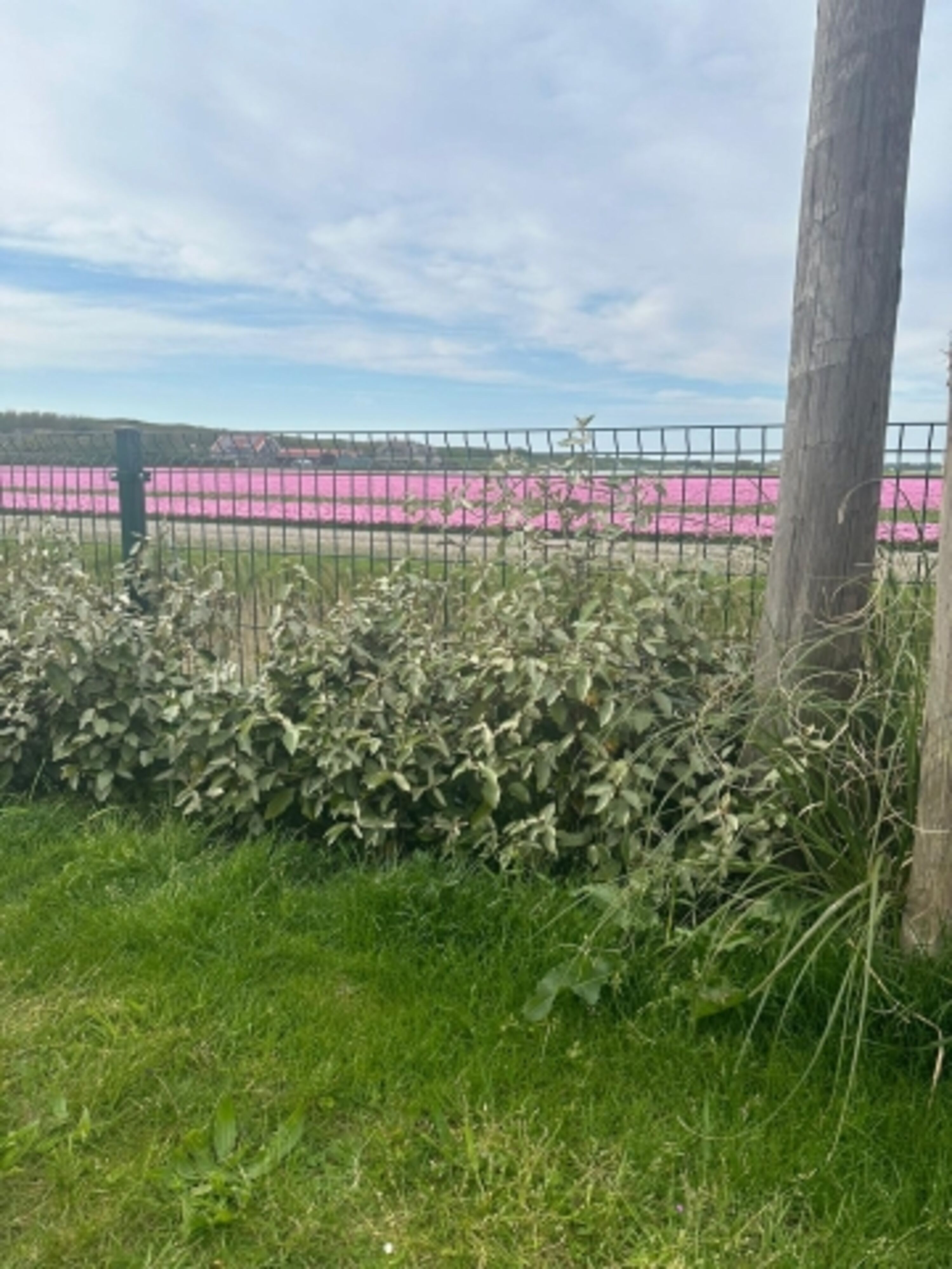 1,20m hoher Zaun zum Wasser und Tulpenfeld