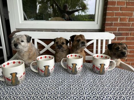 Borderterriertreffen 