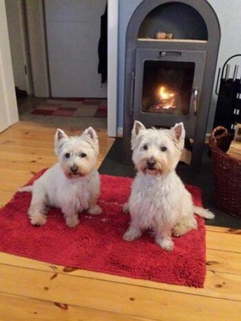 Gasthunde vorm Kaminofen