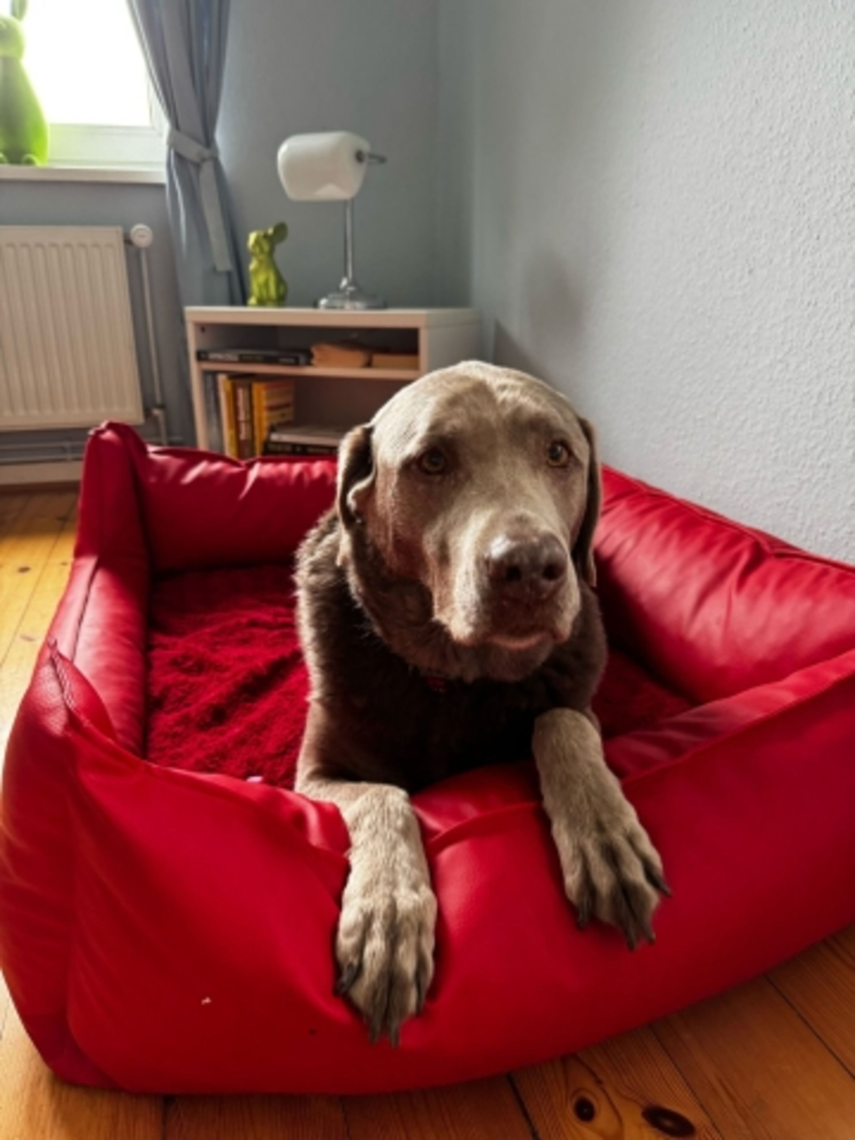 Hundebett