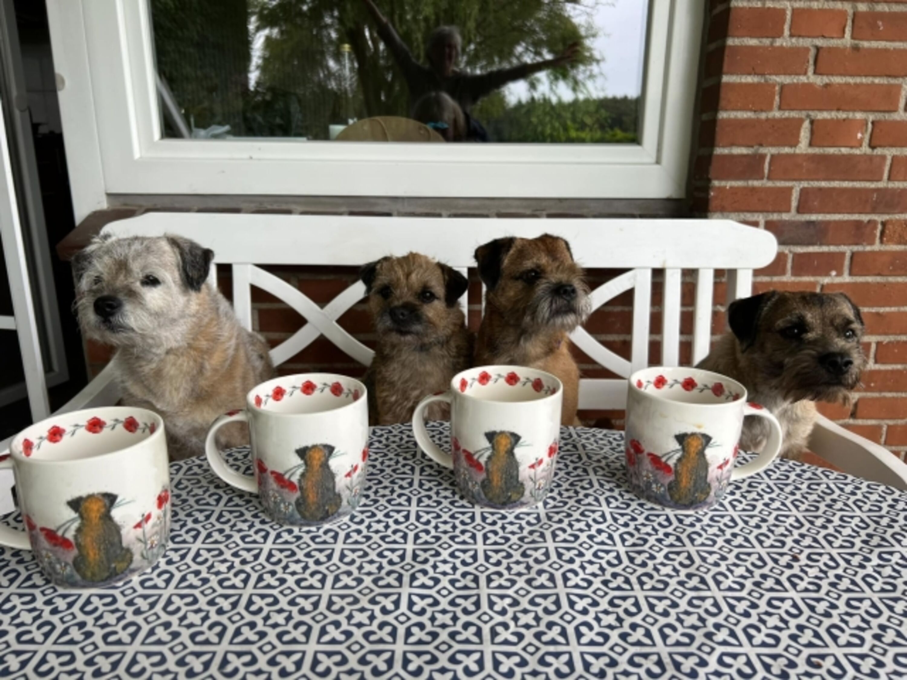 Borderterriertreffen 