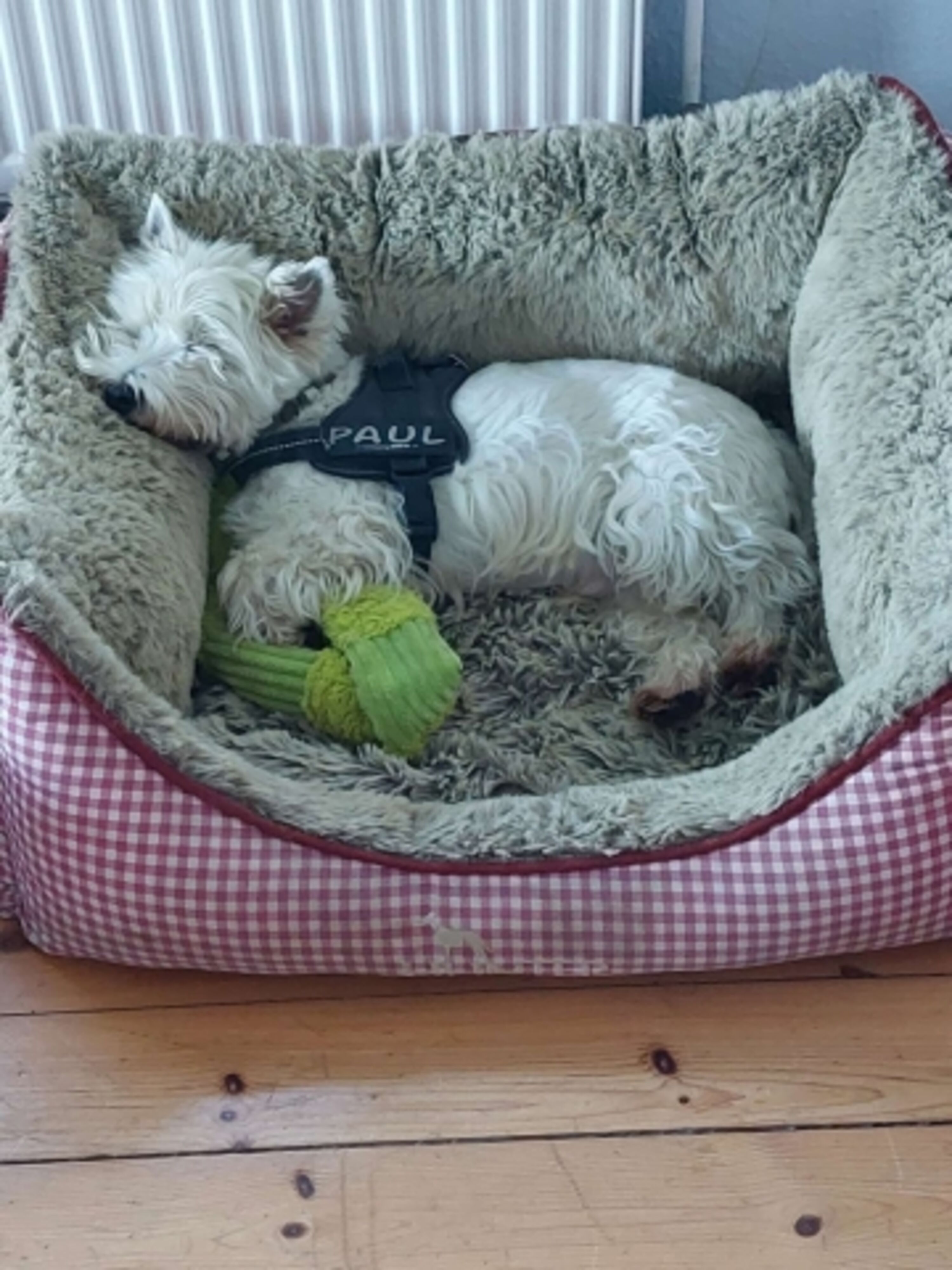 Hundebett