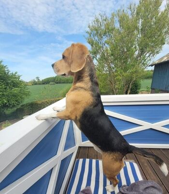 Balkon ( viel zu gucken )