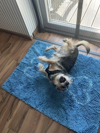 Glücklicher Gasthund Poldi