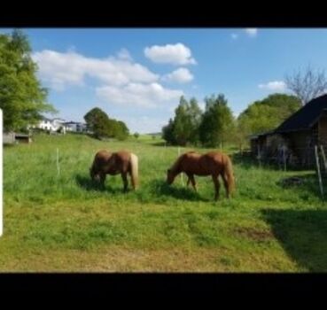 Wir halten Islandpferde
