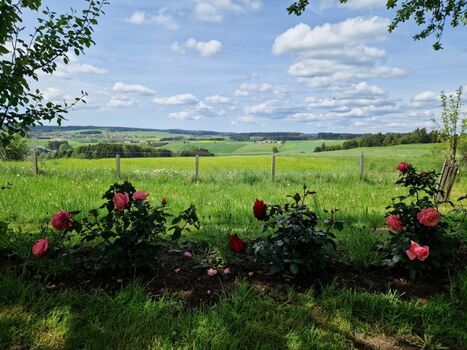 Schattenplätze unter den alten Kriecherlbäumen