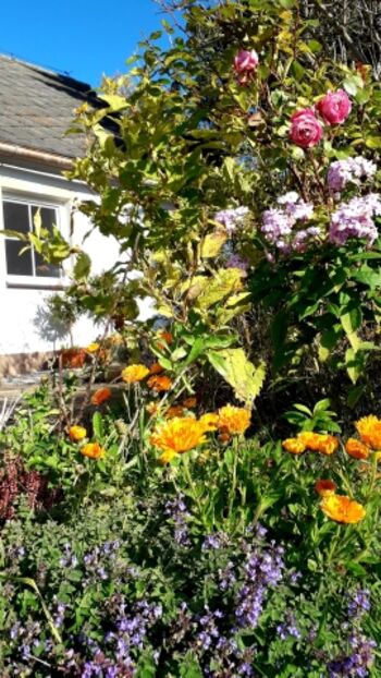 Oktober - noch immer blüht der Garten
