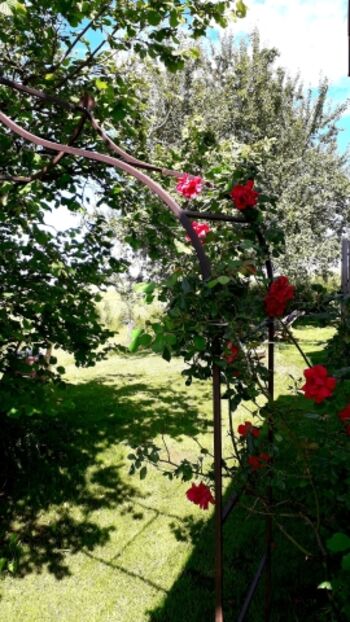 Durch den Rosenbogen in den Garten